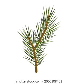 Drawn pine branch, coniferous plant. Drawn pine needles. Christmas tree branch. Cartoon flat vector illustration. Isolated over white background.