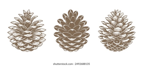 Drawn pine cones on a white background. Set of fir cones. Symbols, design elements