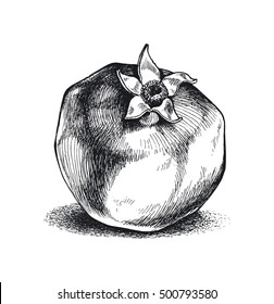 Drawn pomegranate fruit, vector illustration, line sketch