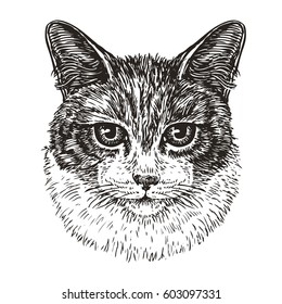Drawn portrait of cute cat. Animal, kitty, pet sketch. Vintage vector illustration
