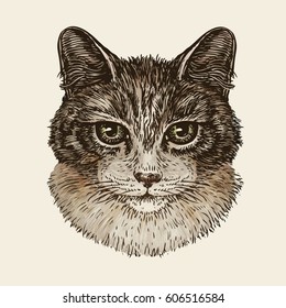 Drawn portrait of cute kitten. Cat, animal, pet sketch. Vintage vector illustration