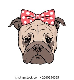 Drawn portrait of a pug dog face. Red bow on the head. Pen and ink sketch on white background. Vector isolated illustration pop art