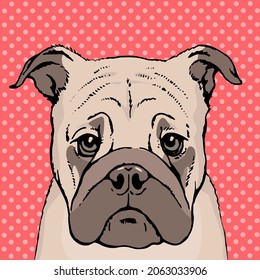 Drawn portrait of a pug dog face. Pet cute. Pen and ink sketch on red background. Vector illustration pop art