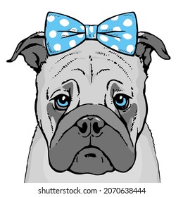 Drawn portrait of a pug dog face. Pet cute. There is a blue bow on the head. Vector isolated illustration pop art