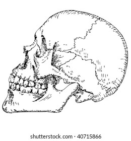 Drawn profile of the human skull