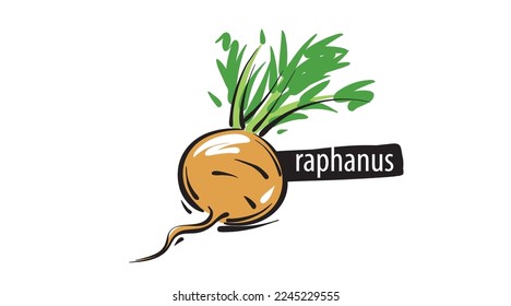 Drawn raphanus isolated on a white background