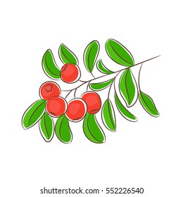 Drawn red cowberry with green leaves. Vegetarian food, useful dessert with northern berries. Drawing can be used for packaging design, cafe and kitchen poster, cover for paper notebook. Vector sketch