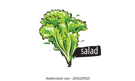 Drawn salad isolated on a white background
