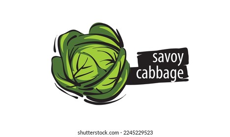 Drawn savoy cabbage isolated on a white background