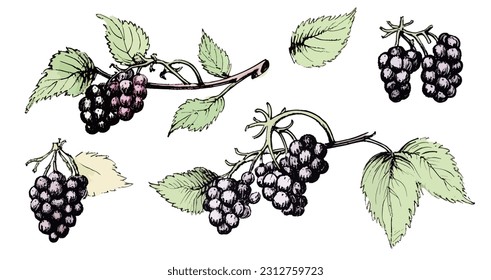 Drawn set of blackberries in ink drawing style in vector