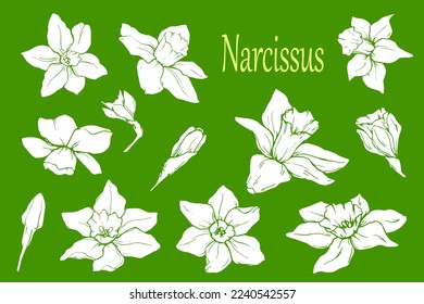Drawn set of daffodils. daffodils. Elements for decor. Spring. Primroses. Silhouette. Wedding. Holidays. May. April. Spring flowers. Bloom.