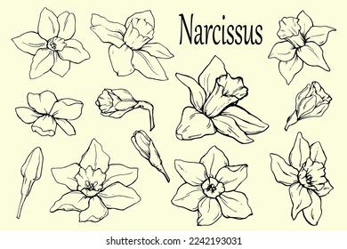 Drawn set of daffodils. daffodils. Elements for decor. Spring. Primroses. Silhouette. Wedding. Holidays. May. April. Spring flowers. Bloom.