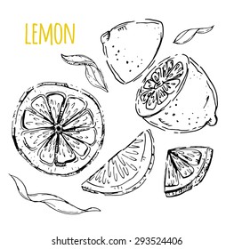 The drawn set of lemons. Lemon segments, juicy lemon. White background. Vector illustration