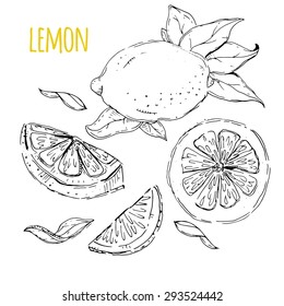 The drawn set of lemons. Lemon segments, juicy lemon. White background. Vector illustration