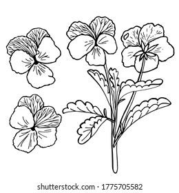 Drawn set of viola tricolor. Black and white vector image. Idea for children's creativity, decor. Isolated on a white background.
