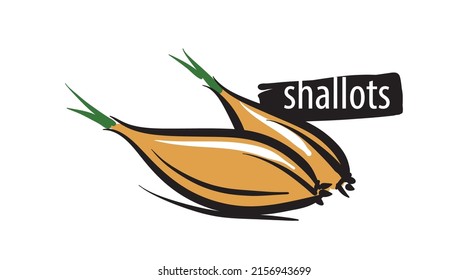 Drawn shallots isolated on a white background