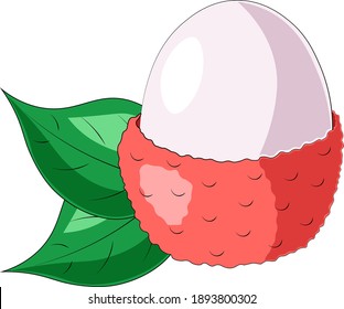 Drawn single fruit lychee and leaf in color