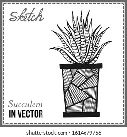 DRAWN SKETCH OF CACTUS IN THE VECTOR