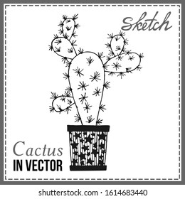 DRAWN SKETCH OF CACTUS IN THE VECTOR