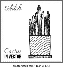 DRAWN SKETCH OF CACTUS IN THE VECTOR
