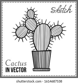 DRAWN SKETCH OF CACTUS IN THE VECTOR
