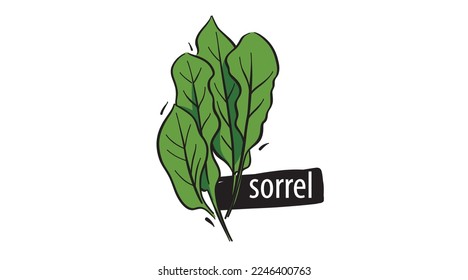 Drawn sorrel isolated on a white background