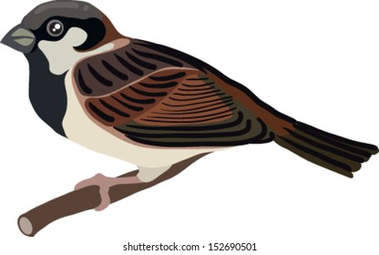 drawn sparrow bird in vector art