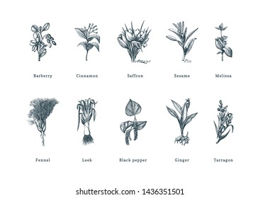 Drawn spice herbs set in engraving style. Botanical illustrations of organic, eco plants. Sketches collection of culinary ingredients in vector. Used for farm sticker, shop label etc.