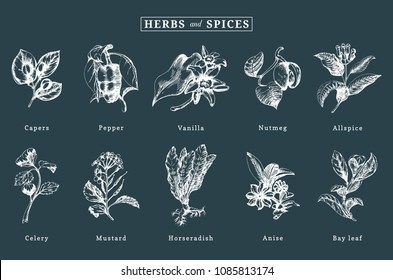 Drawn spices and herbs vector set. Botanical illustrations of organic, eco plants. Used for farm sticker, shop label etc.