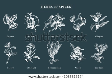 Drawn spices and herbs vector set. Botanical illustrations of organic, eco plants. Used for farm sticker, shop label etc.