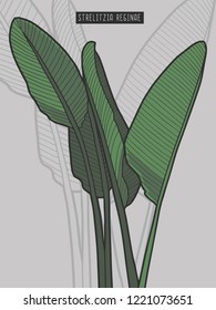 Drawn Strelitzia reginae bird of paradise tropical plant vector illustration