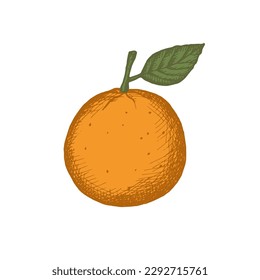 Drawn tangerine,clementine. Vintage style. Color illustration of the fruit of a citrus plant with leaves. Artistic vector illustration. Isolated white background