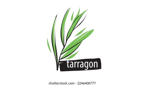 Drawn tarragon isolated on a white background