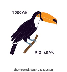 Drawn toco toucan with text Toucan big beak. Childish tee shirt print.