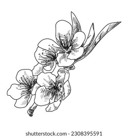 Drawn tree branch with peach flowers and leaves on white backgro