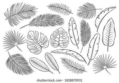 Drawn tropical leaves. Monochrome outline exotic monstera, banana leaf, palm and fern. Summertime paradise design for wrapping paper, textile. Vector isolated sketch illustration.