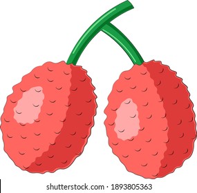 Drawn two asian fruit lychee in color