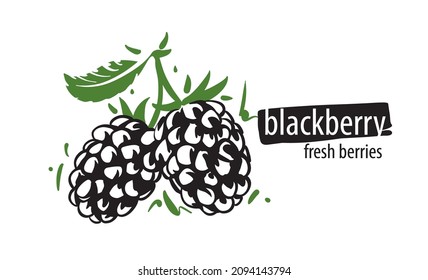 Drawn vector blackberry on a white background