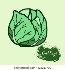 drawn in vector fresh cabbage with signature