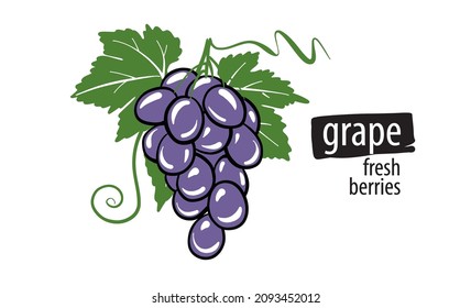 Drawn vector grape on a white background