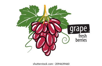 Drawn vector grape on a white background