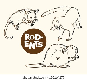 Drawn vector illustration of a set of rodents animals: opossum, Nasua and beaver 