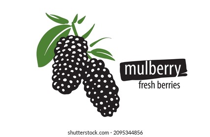 Drawn vector mulberry on a white background