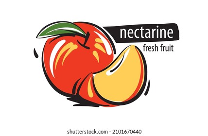 Drawn vector nectarine on a white background