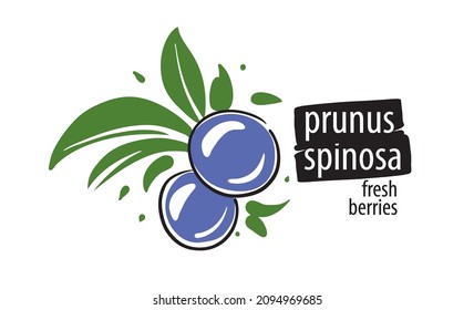 Drawn vector Prunus spinosa on a white background