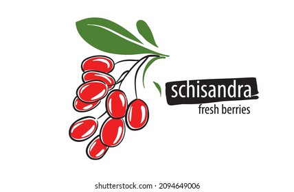 Drawn vector schisandra on a white background