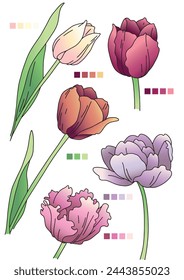 drawn vector set of colorful tulip flowers