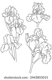 Drawn vector set of contour iris flowers