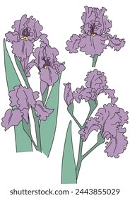 Drawn vector set of purple iris flowers