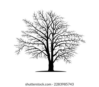 Drawn vector silhouette of beech trunk. Nature and ecology. Isolated vector silhouette of beech trunk on a white background for social networks, posters, cards and more. Vector illustration.